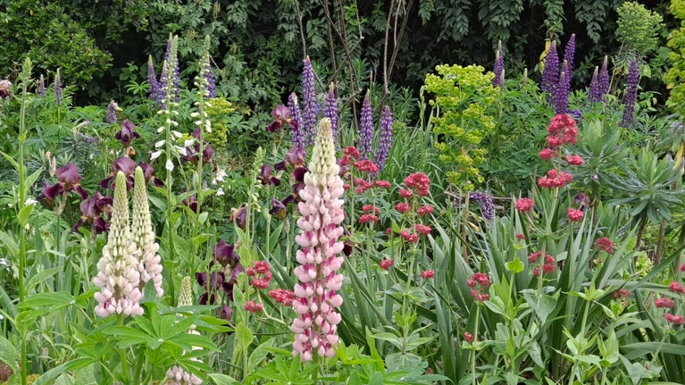 A group of tall apricot, red and purple flowers in a garden
